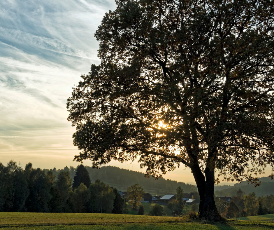 A color image of a full tree at sunset overlooking the countryside